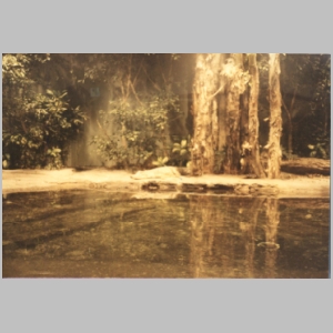 1988-08 - Australia Tour 054 - Sydney Aquarium Crocodile.jpg